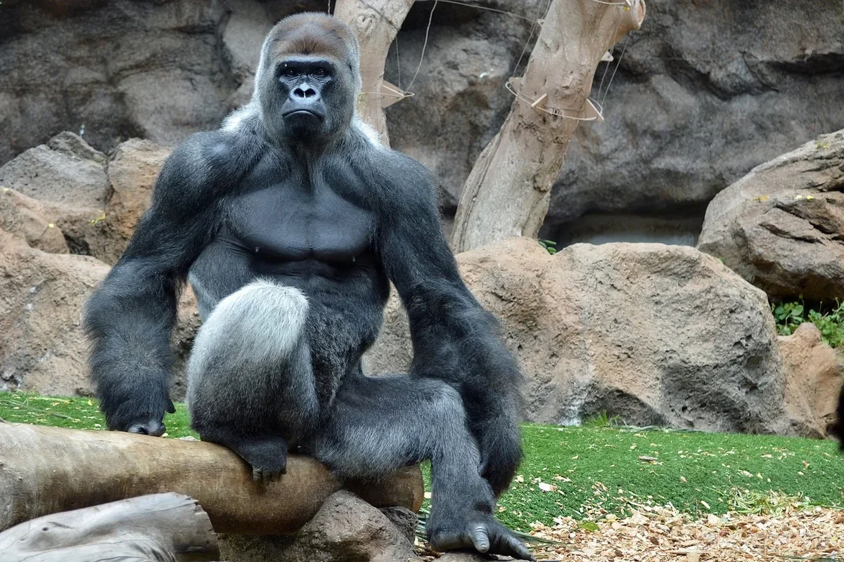 Вес гориллы самца